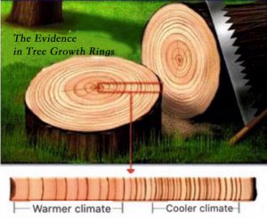 Tree Rings