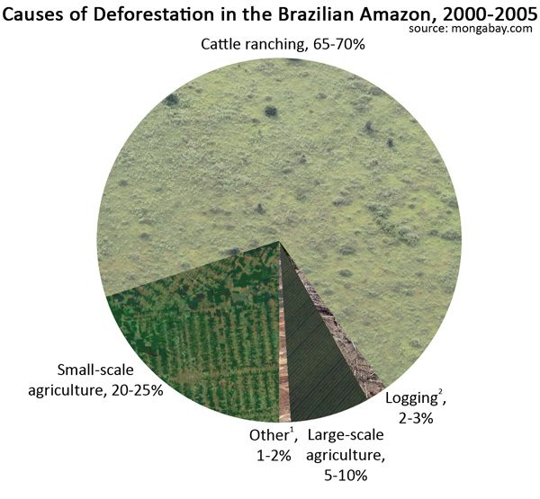 PTE describe image causes of deforestation 