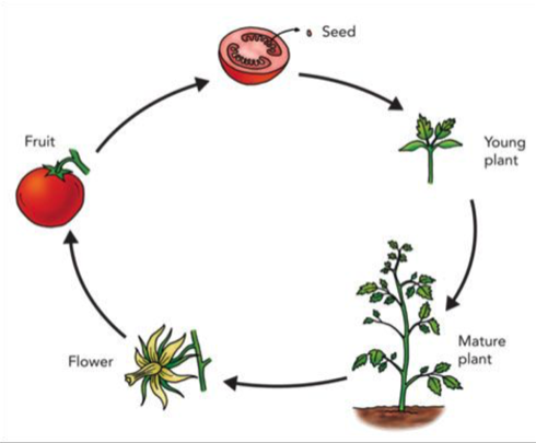 tomato life cycle PTE DI